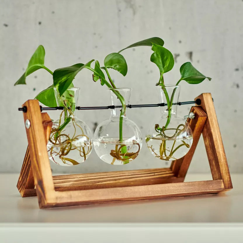 Anzuchtstation für 3 Pflanzen