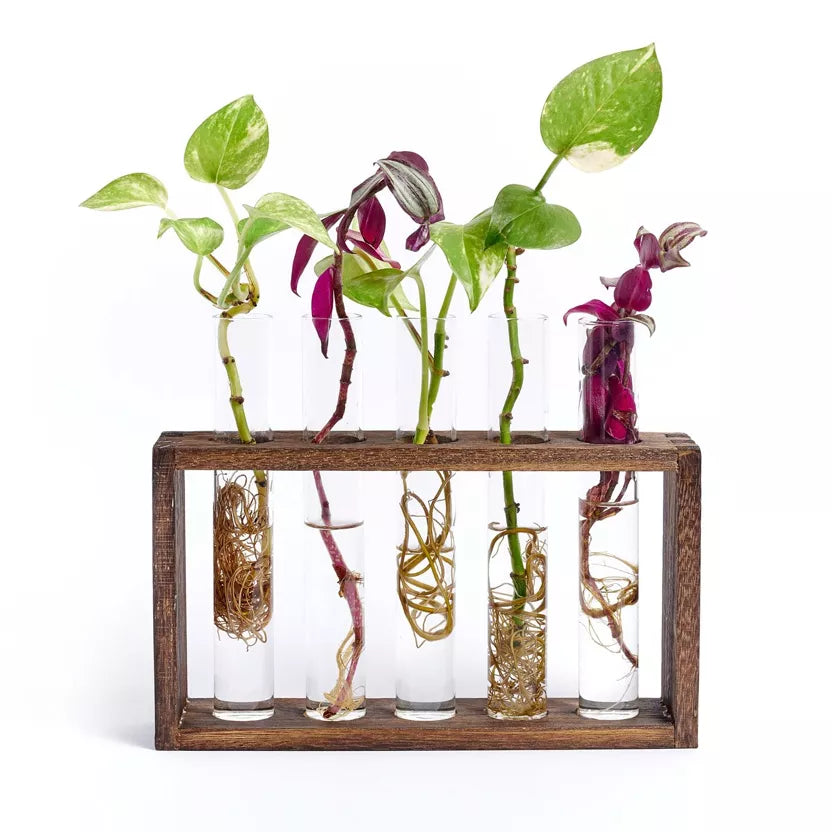 Pflanzen-Anzuchtstation – Wandhalterung mit 5 Reagenzgläsern