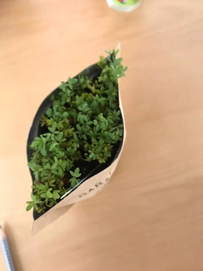 Meine erste Kresse (Gartenkresse Anzuchtset)
