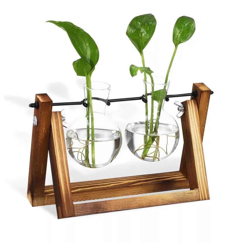 Doppelte Pflanzen-Anzuchtstation aus Glas
