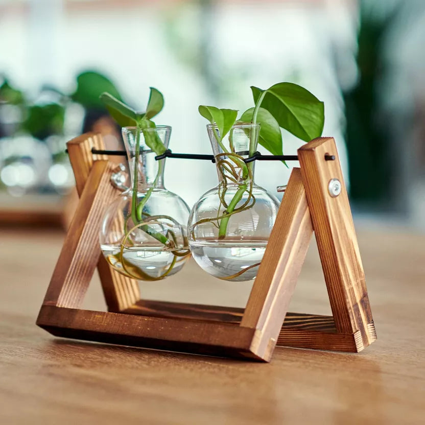 Doppelte Pflanzen-Anzuchtstation aus Glas