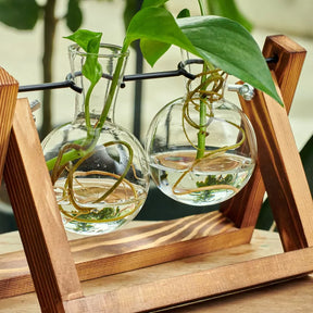 Doppelte Pflanzen-Anzuchtstation aus Glas