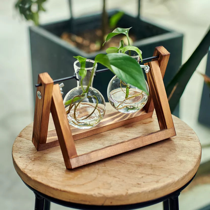 Doppelte Pflanzen-Anzuchtstation aus Glas