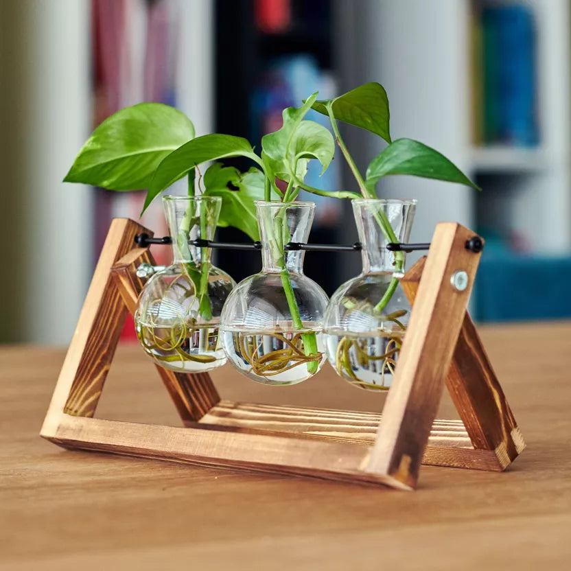 Anzuchtstation für 3 Pflanzen