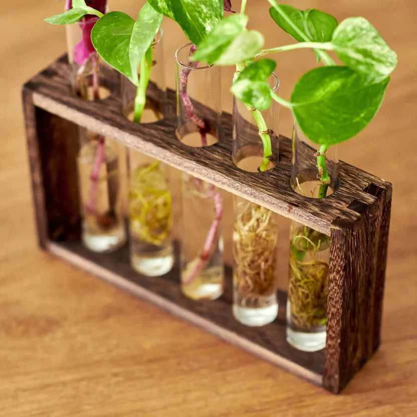 Pflanzen-Anzuchtstation – Wandhalterung mit 5 Reagenzgläsern