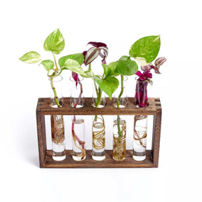 Pflanzen-Anzuchtstation – Wandhalterung mit 5 Reagenzgläsern