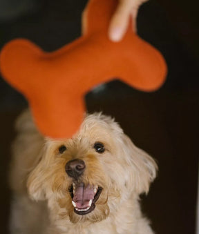 Tile knochenförmiges Hundespielzeug